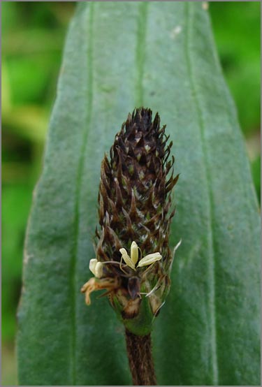 sm 303 English Plantain.jpg - Each individual white flower on this English Plantain (Plantago lanceolata) is only about 1/8" across. Originally from Europe, it is commonly used for herbal remedies.